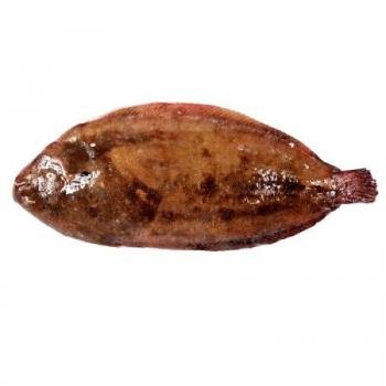 Lenguado (Paralichthys sp.), pescado plano de calidad